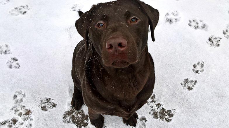 Labrador in snow looking up at camera