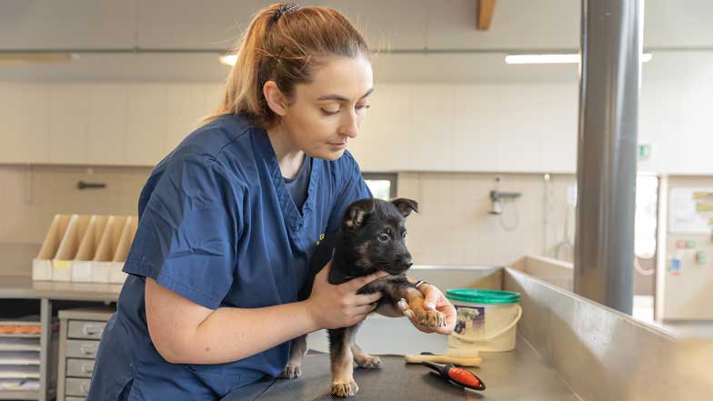 A German Shepherd puppy having a health check