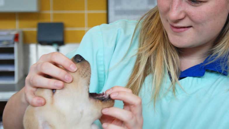 A person checking a guide dog puppys teeth and mouth