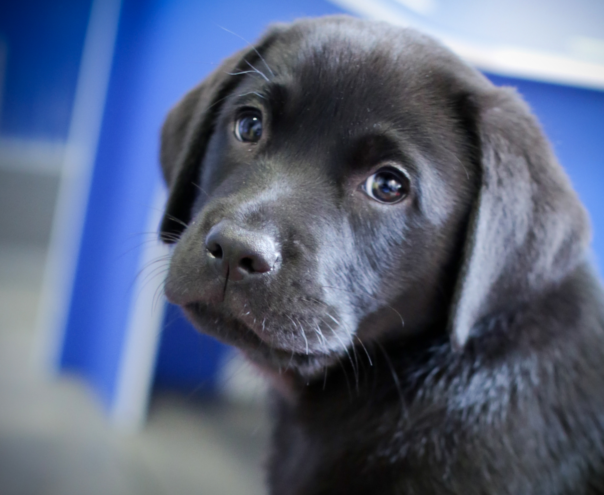 Black Labrador puppy look to camera