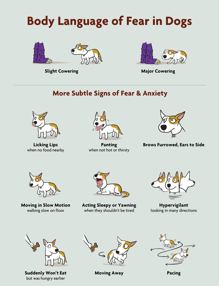 Poster that shows fearful body language in dogs
