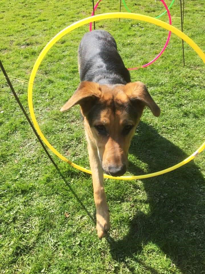 Puppy walks through a hoop