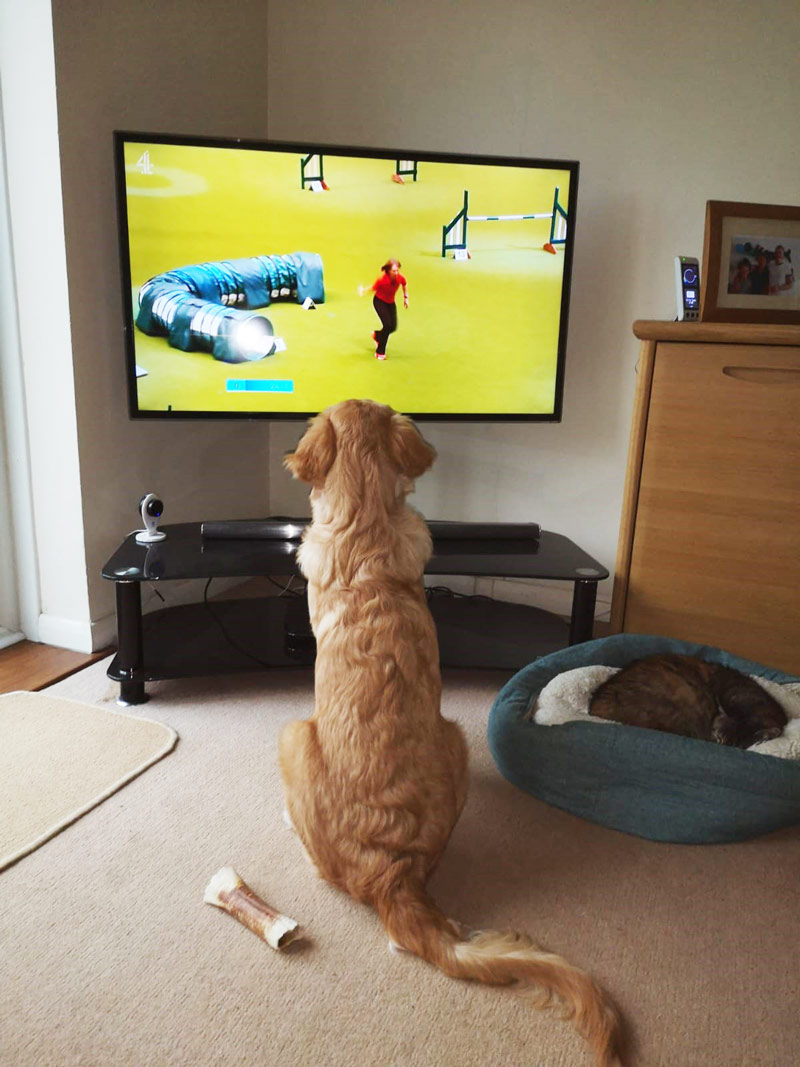 Puppy watches the tv