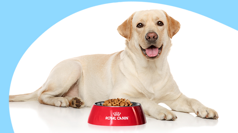 A dog lying down with a red 'Royal Canin' bowl in front of them