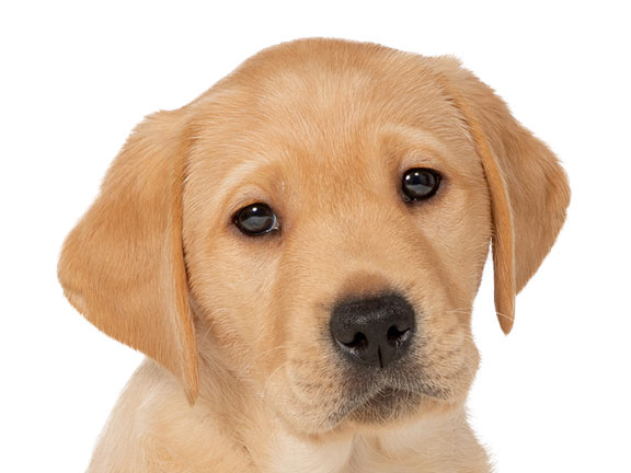 Headshot of guide dog puppy Betty a Labrador golden retriever cross