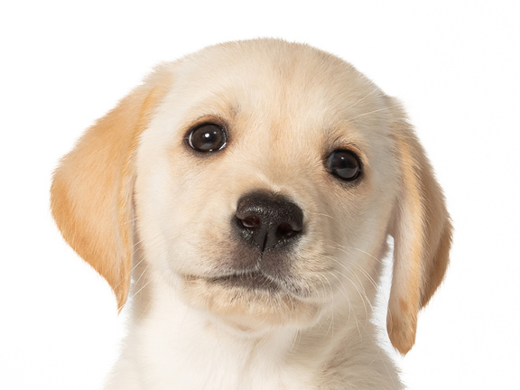Headshot of guide dog puppy Bonnie a golden retriever Labrador cross