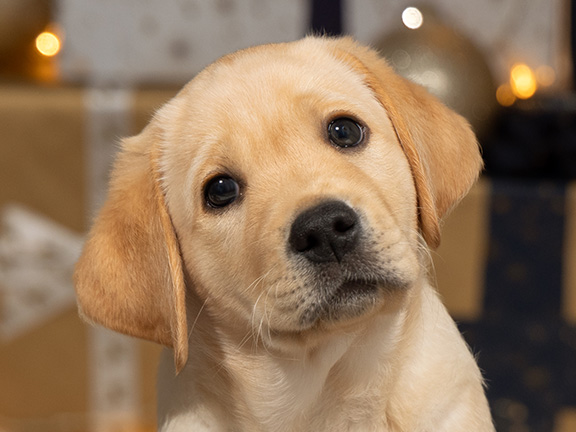 Headshot of guide dog puppy Douglas a yellow Labrador there are Christmas presents and Christmas lights in the background