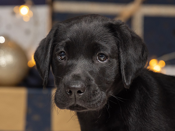 Headshot of guide dog puppy Sage a black Labrador, there are Christmas presents and lights in the background