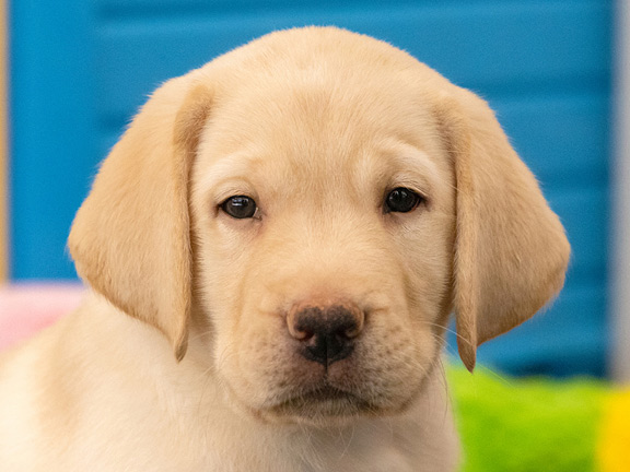 Headshot of guide dog puppy Clyde a golden retriever/Labrador