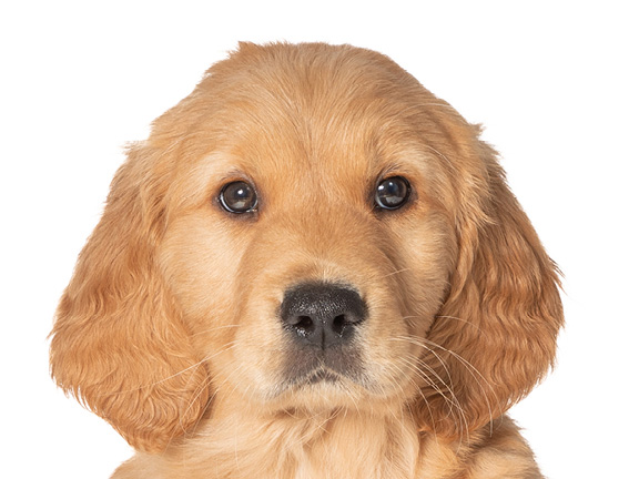 Headshot of guide dog puppy Dexter a golden retriever cross