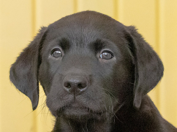 Headshot of guide dog puppy Frank a black Labrador
