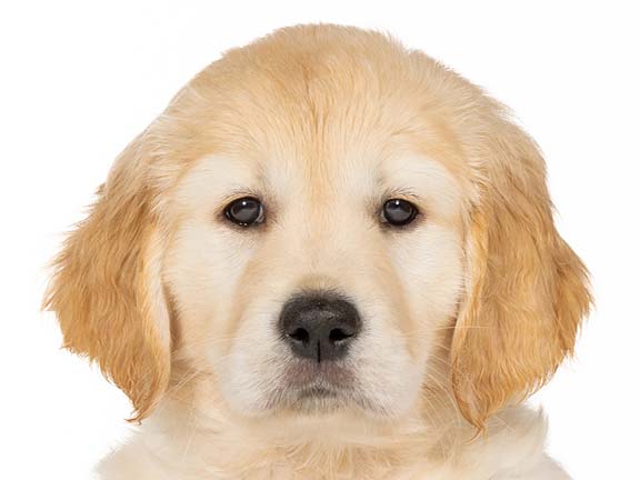 Cuervo fluir Envolver Sponsor A Guide Dog Puppy | Guide Dogs