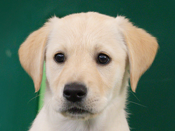 Headshot of guide dog puppy Hazel a golden retriever/Labrador