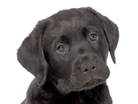 Headshot of guide dog puppy Margo a black Labrador
