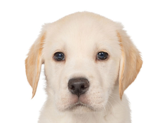 Headshot of guide dog puppy Rupert Labrador golden retriever cross