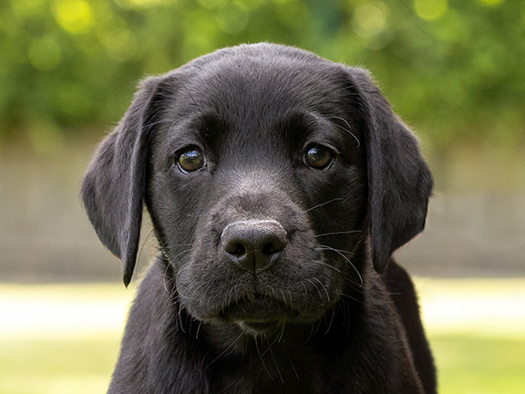 Sponsor A Guide Dog Puppy | Guide Dogs UK