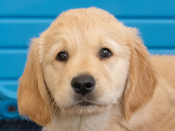 Headshot of guide dog puppy Walter a golden retriever cross