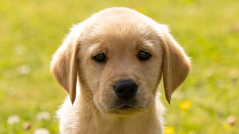 Headshot of guide dog puppy Albus looking at camera