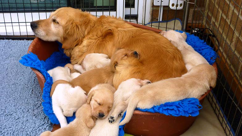 Albus' litter snuggled up in a dog bed with mum Albus' litter snuggled up in a dog bed with mum