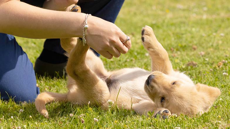 Albus on his back on the grass about to get his belly rubbed by a Guide Dogs staff member Albus on his back on the grass about to get his belly rubbed by a Guide Dogs staff member
