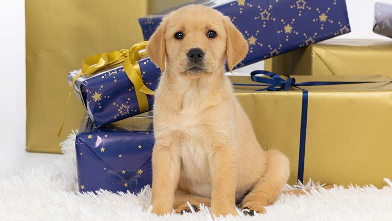 Albus sitting in front of lots of Christmas presents looking to camera Albus sitting in front of lots of Christmas presents looking to camera