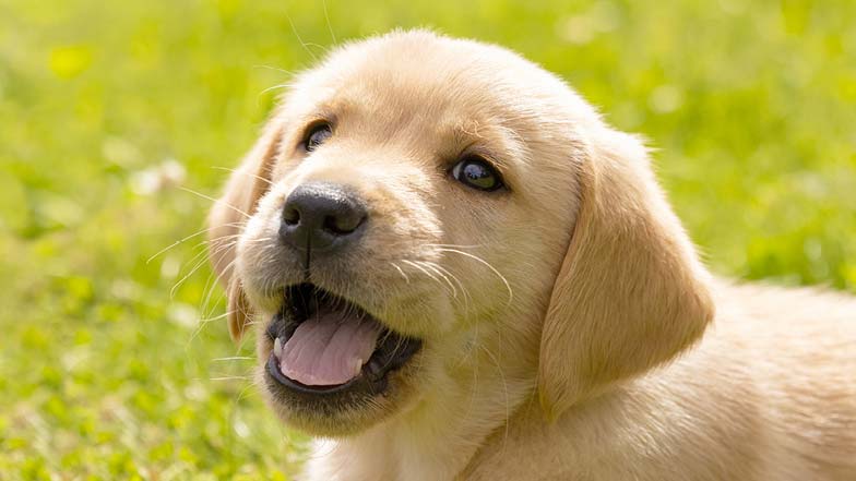 Albus smiling with his mouth open looking slightly off camera Albus smiling with his mouth open looking slightly off camera