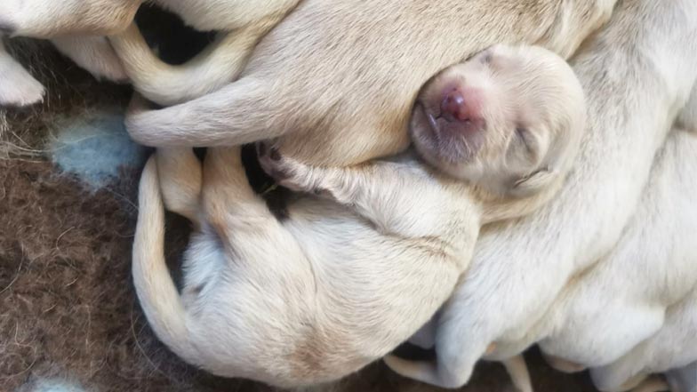 Bailey asleep on his siblings