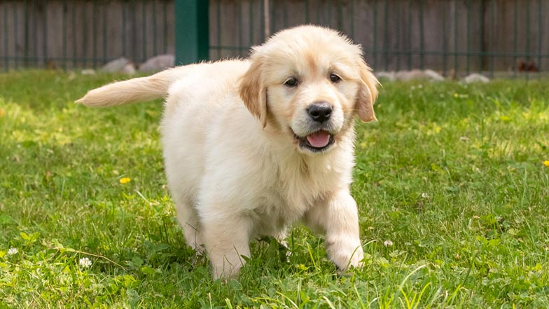 Bailey standing in the grass