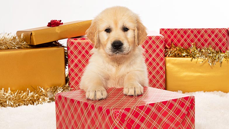 Bailey with his paws on a Christmas present