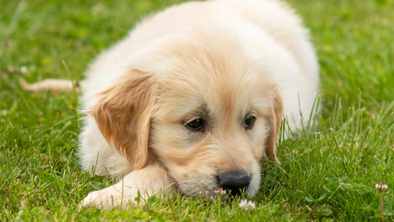 Bailey lying down in the grass