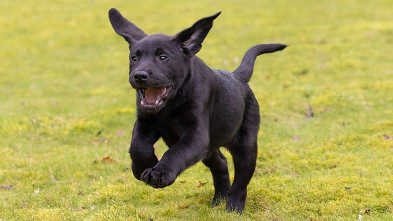 Barney leaping off the grass Barney leaping off the grass