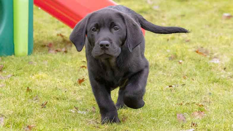 Barney running on the grass to camera Barney running on the grass to camera