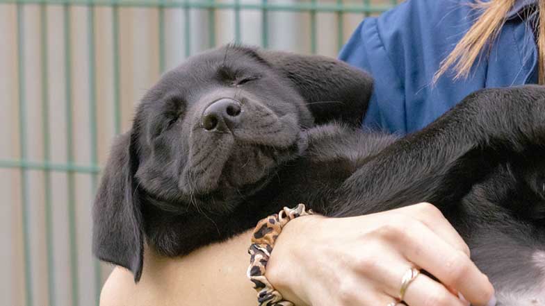 Barney sleeping while being held by a Guide Dogs' staff member Barney sleeping while being held by a Guide Dogs' staff member