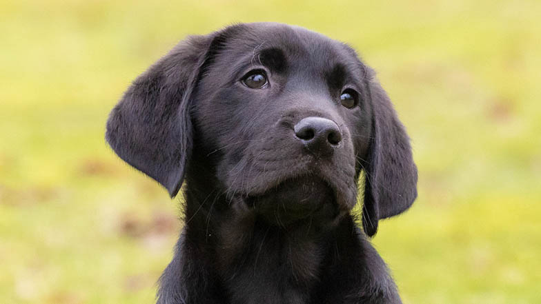 Barney a black Labrador looking slightly off camera with his head slightly tilted