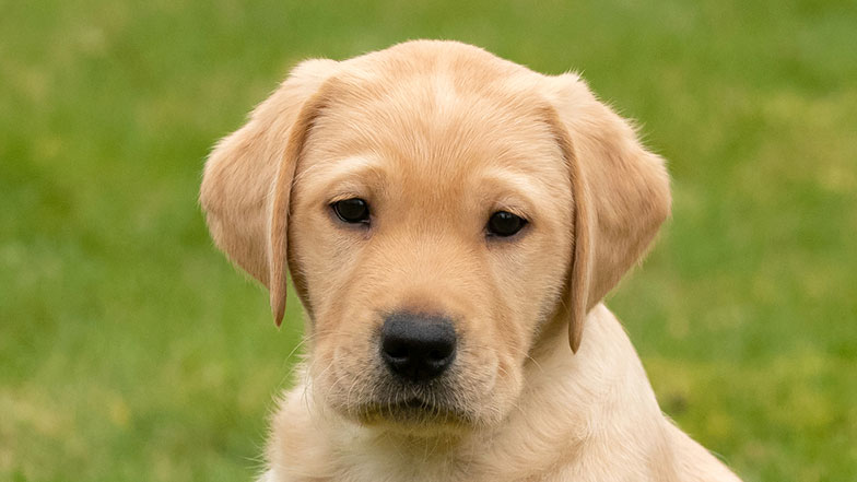 Headshot of guide dog puppy Betty looking at the camera