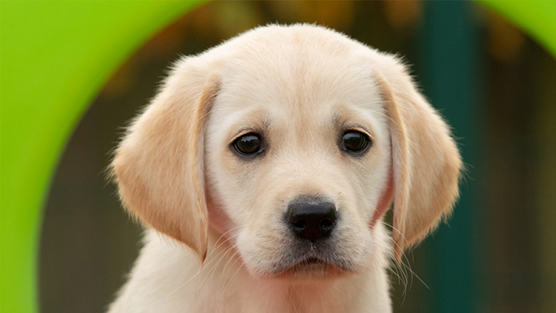 Headshot of guide dog puppy Bonnie looking at the camera