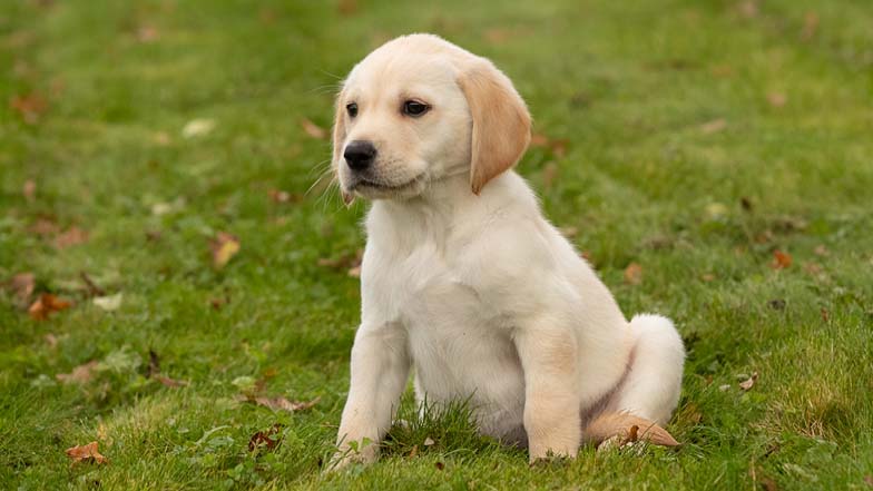 Bonnie sitting in the grass Bonnie sitting in the grass