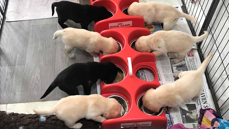 Bonnie's litter eating from their food bowls