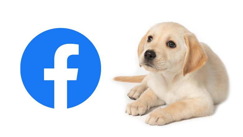 Guide dog puppy Bonnie looking at Facebook logo