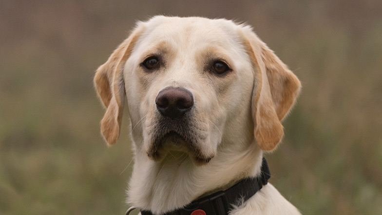 A close-up of Bonnie a yellow Labrador golden retriever cross