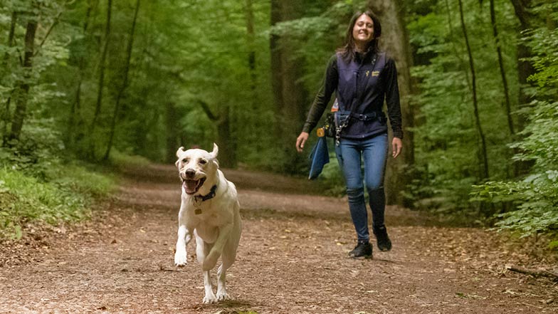 Bonnie free running in the woods with trainer Giuliana standing behind her