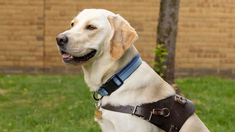 Headshot of Bonnie in her brown training harness
