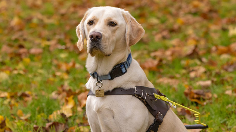A close up shot of Bonnie in her brown training harness