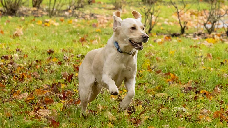 Yellow Labrador golden retriever cross Bonnie free running in a park