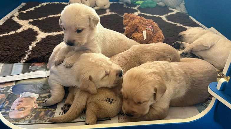 Button's litter lying together