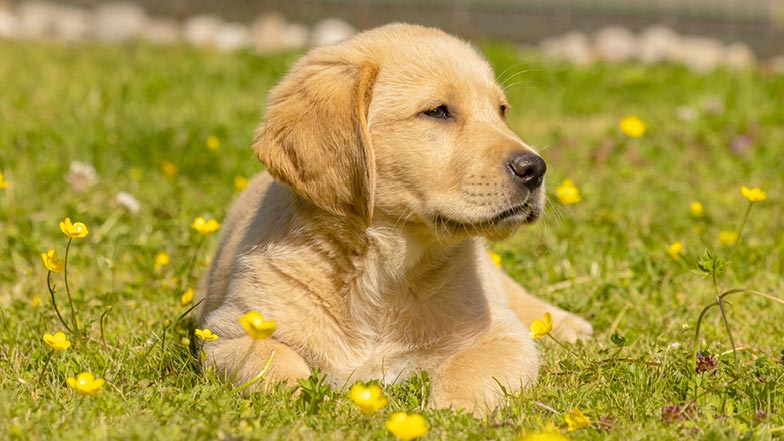 Golden retriever/Labrador Buttons lying outside on the grass in the sun