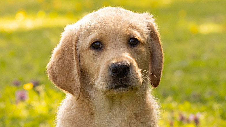 Headshot of puppy Buttons outside on the grass