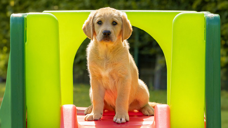 Buttons sitting at the top of a toy slide