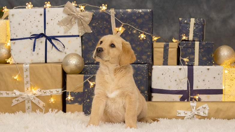 Buttons sitting in front of wrapped Christmas presents Buttons sitting in front of wrapped Christmas presents