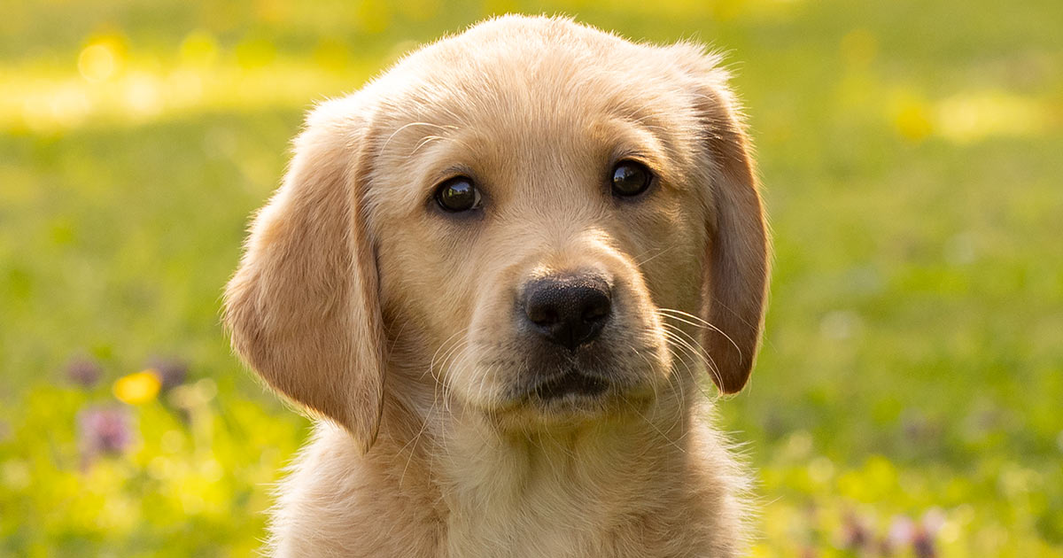 Guide Dog Trainee Buttons | Sponsor a Puppy | Guide Dogs